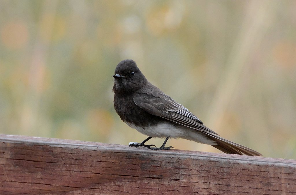 Flycatcher, Black Phoebe, 2015-06142079 Point Reyes National Seashore, CA.JPG - Black Phoebe. Point Reyes National Seashore, CA,6-14-2015